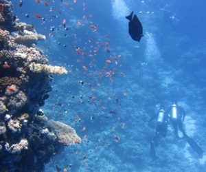 De 5 bedste dykkersteder i Asien